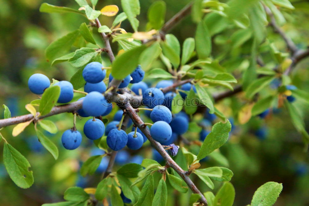 Similar – elder Elder Tree Berries