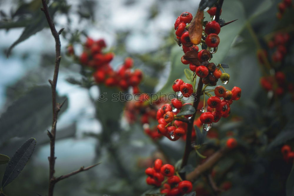 Similar – Image, Stock Photo Red, prickly blossom in front of a blue sky