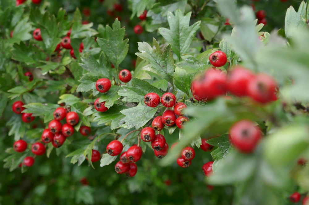 Similar – Closeup of ripe red cherry berries on tree among green leaves