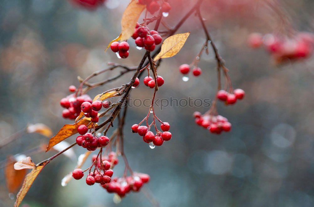 Similar – Image, Stock Photo Rowan branch in the snow