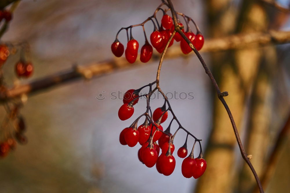 Similar – rose hips Air Sunlight