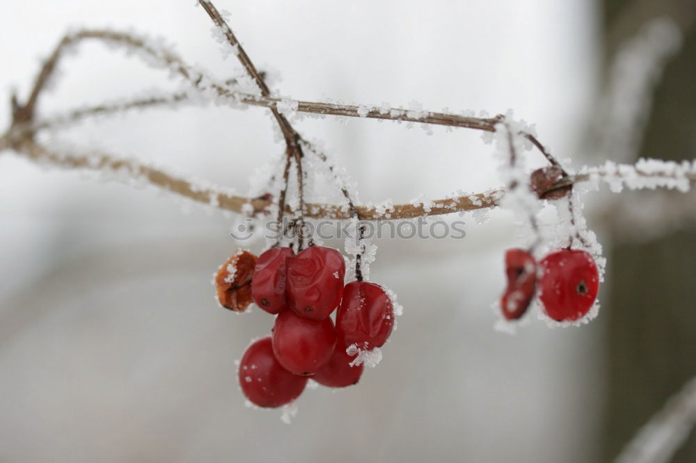 Similar – Foto Bild Rote Rosen im Schnee im Frost