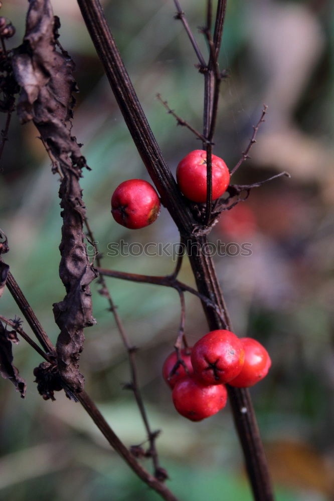 Similar – Image, Stock Photo always green Nature Plant