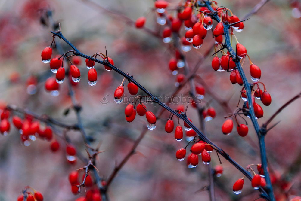 Similar – elder Elder Tree Berries