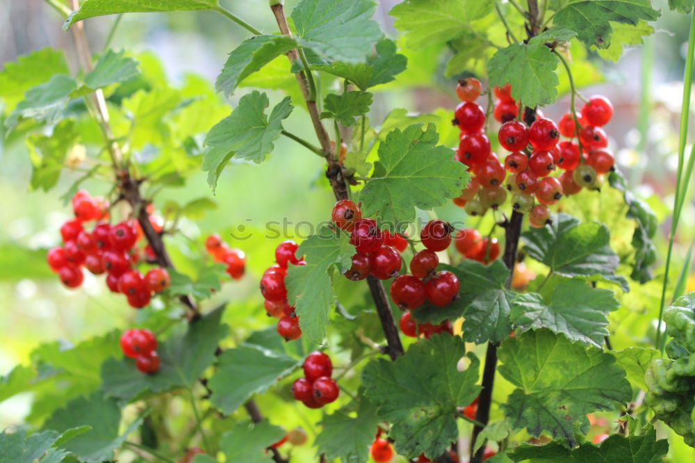 Similar – rote Johannisbeeren