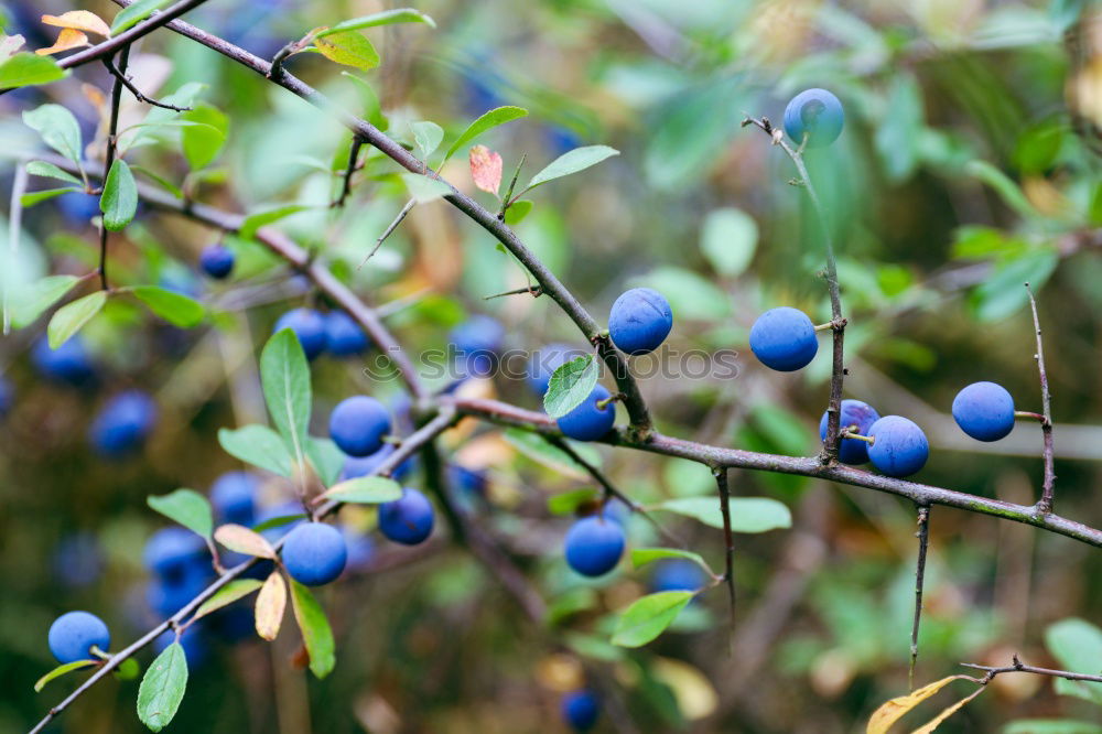 elder Elder Tree Berries