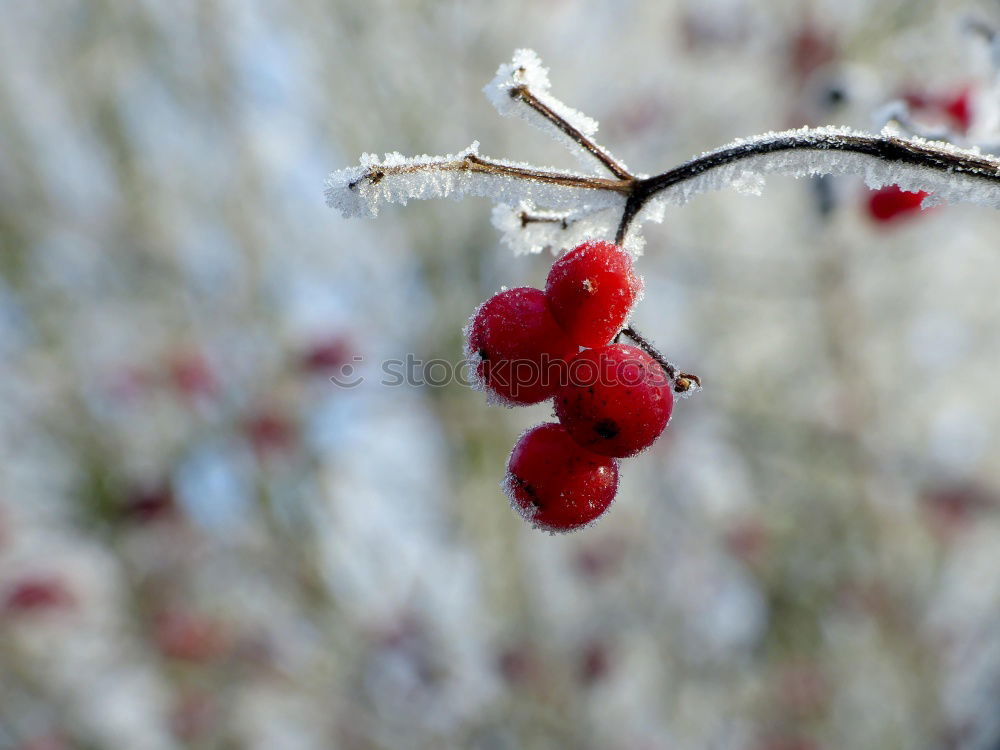 Similar – Image, Stock Photo … right next to the pear tree