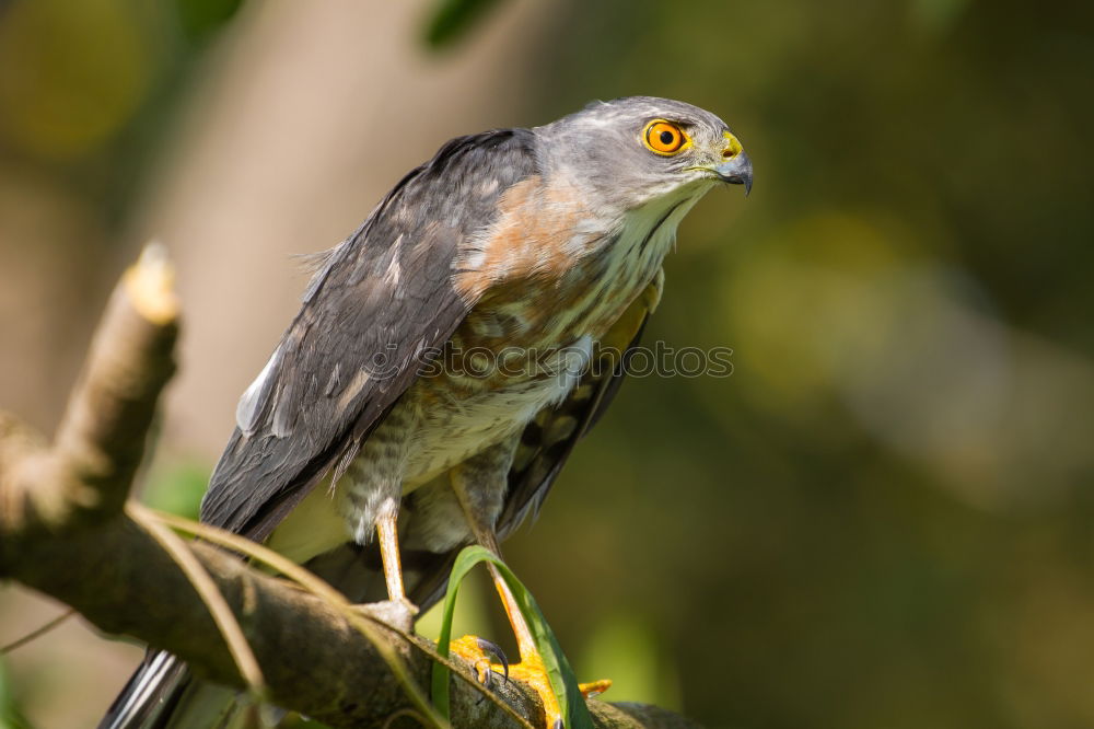 Similar – Image, Stock Photo Northern Goshawk