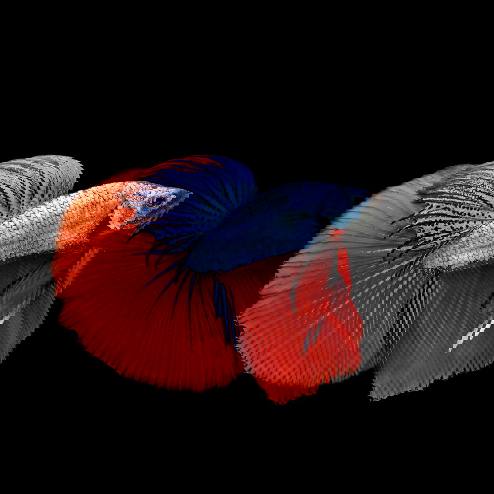 Similar – Image, Stock Photo Siamese fighting fish isolated