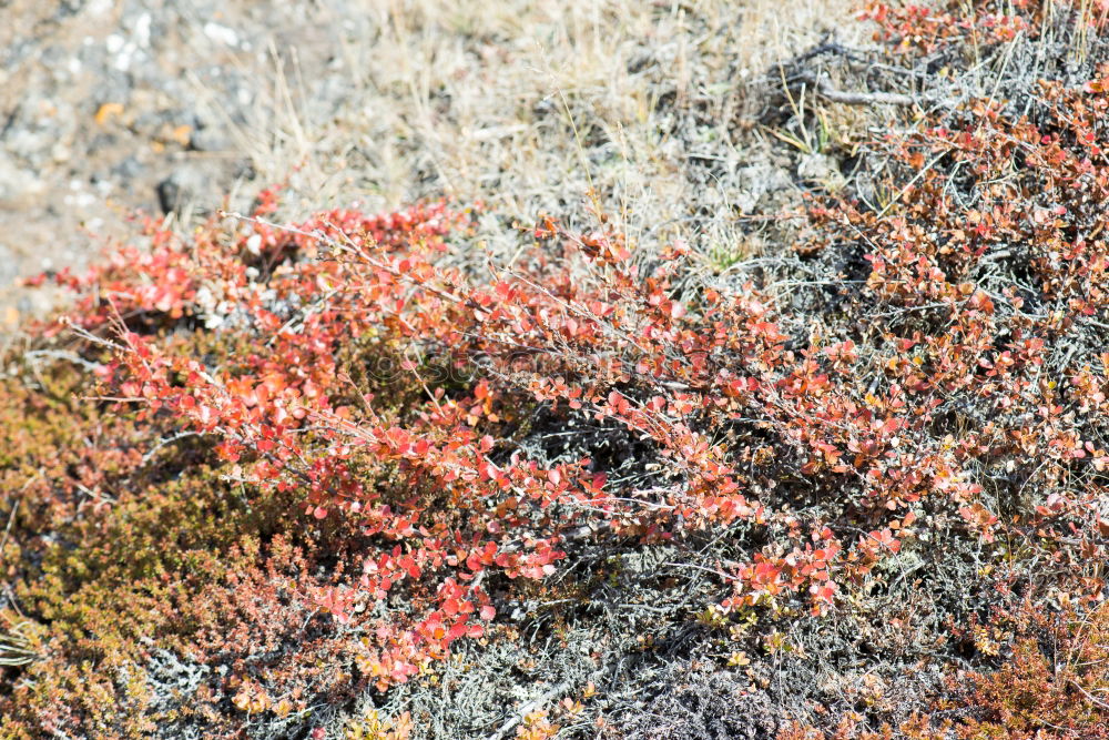 Similar – [600] Natural colours of the heather in Scotland