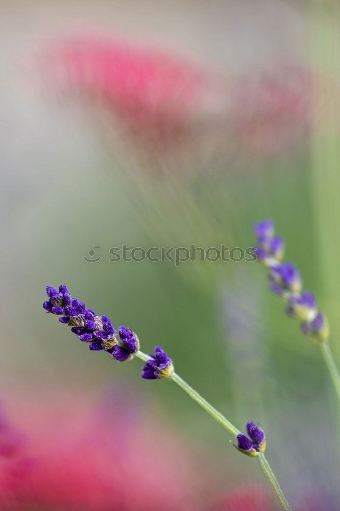 Similar – Image, Stock Photo Violet lavender against a blurred background with green and red