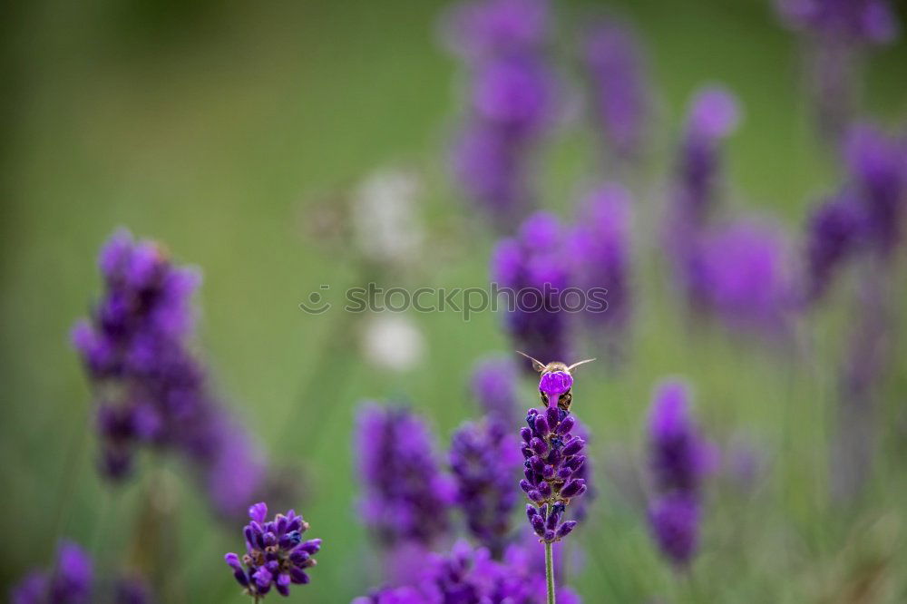 Similar – Salvia Flower Environment