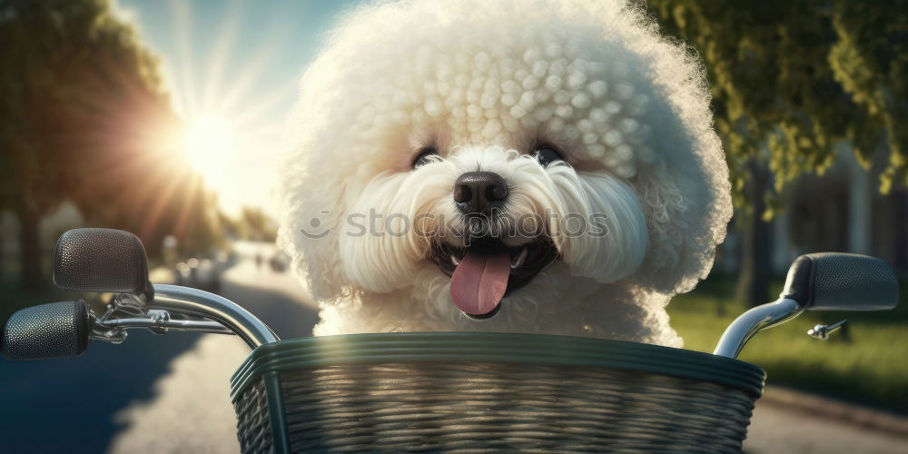 Similar – Image, Stock Photo SUSPECTED SIMILARITY Dog