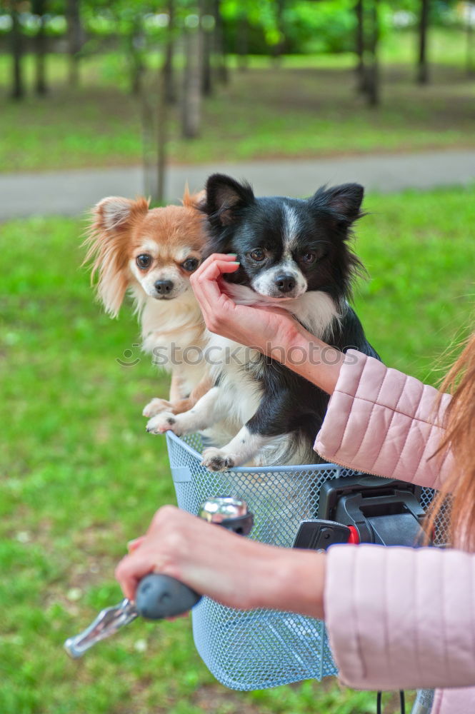 Similar – Image, Stock Photo Dog on leash Joy