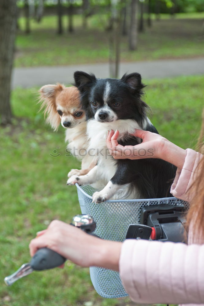 Similar – Woman with dog in the city