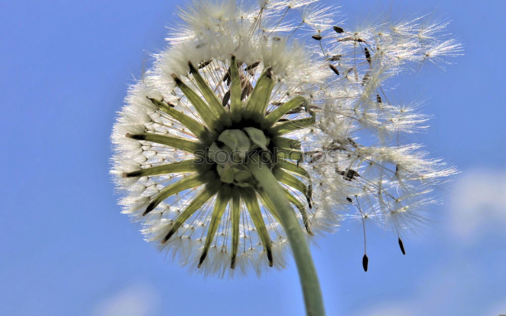 Similar – Image, Stock Photo flower Flower Meadow