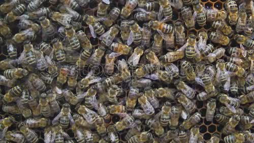 Similar – Bienen Bienenwaben Wabe