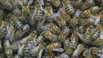 Similar – Image, Stock Photo Honey bees, bee; Apis; mellifera