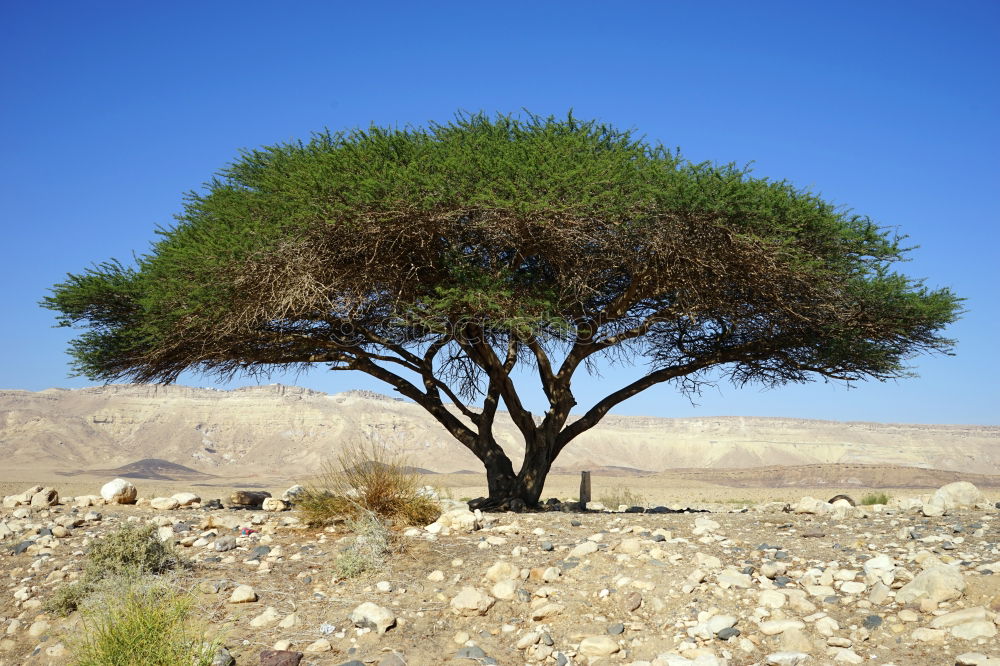 Similar – desert tree Tree Dry