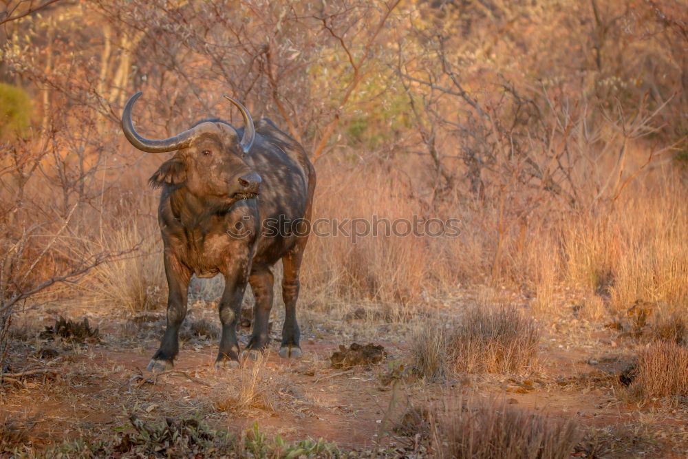 Lions hunt wildebeests