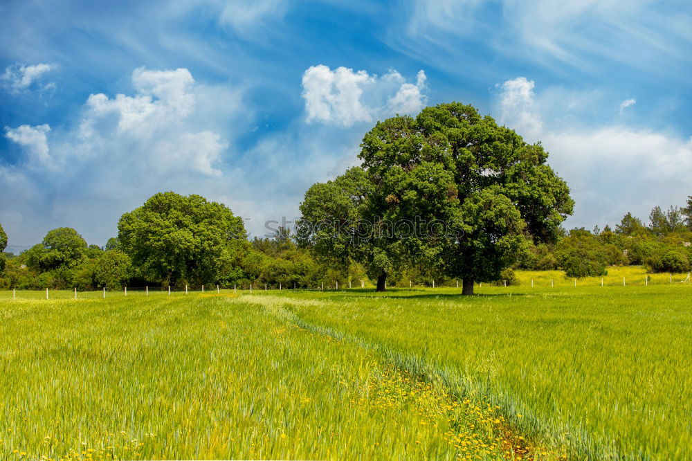 Similar – Pear tree in a meadow with Swabian Alb in the background