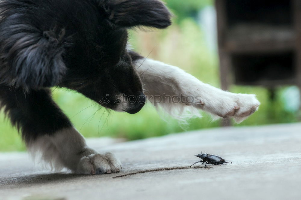 Similar – fast food Cat Bird To feed