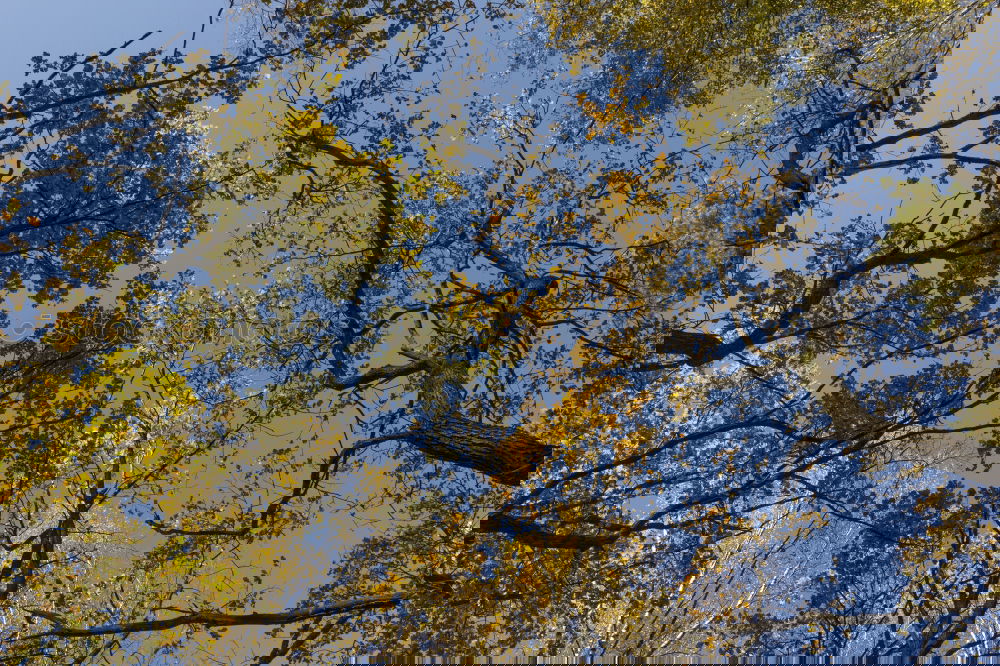 Similar – Image, Stock Photo Autumn colours in the forest