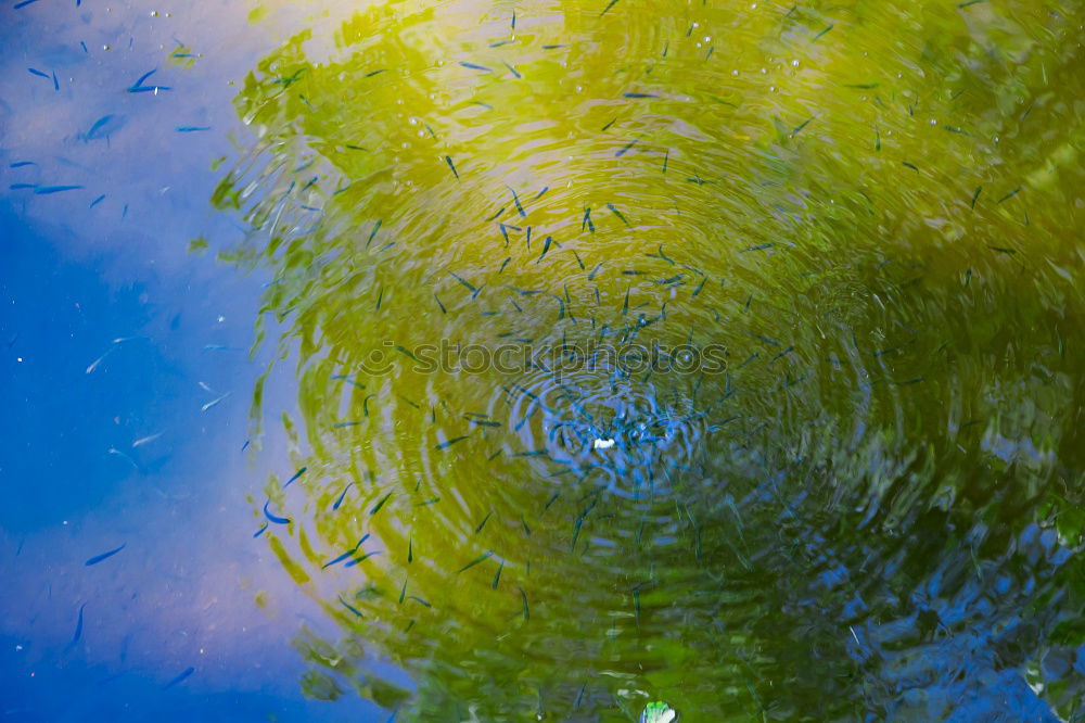 Similar – Sky in the pond Water lily