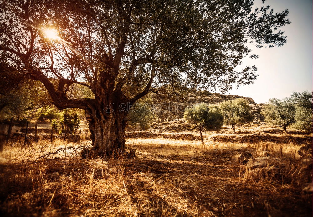 Image, Stock Photo Olive trees and sun rays