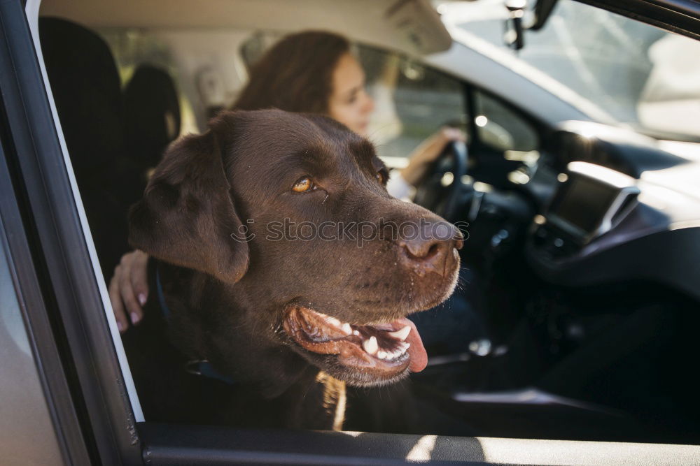Similar – Image, Stock Photo Traveling with dogs