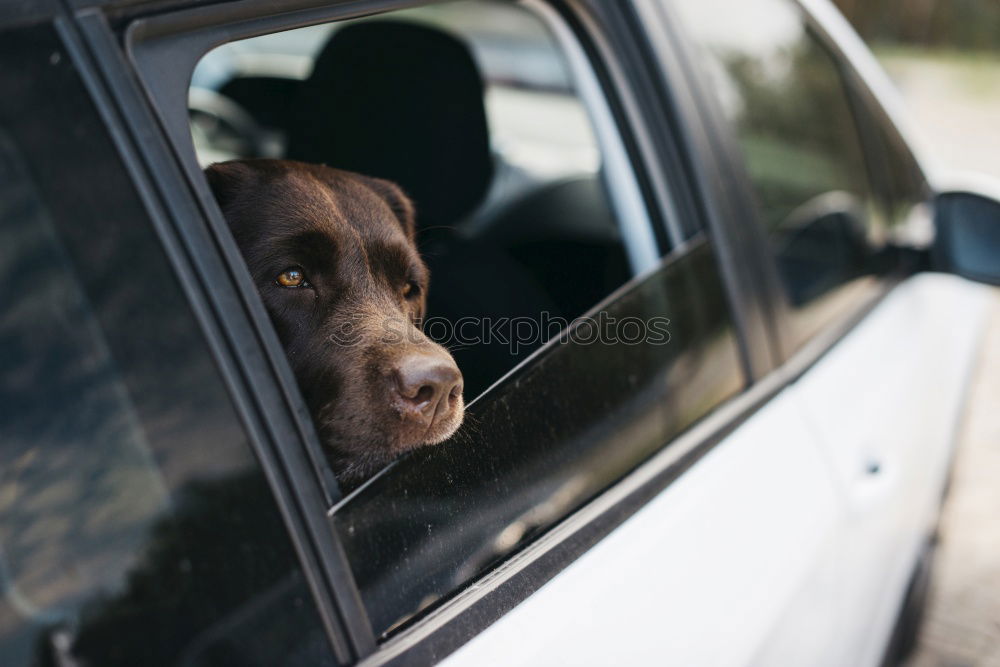 Similar – Foto Bild Wackeldackel Dackel Hund