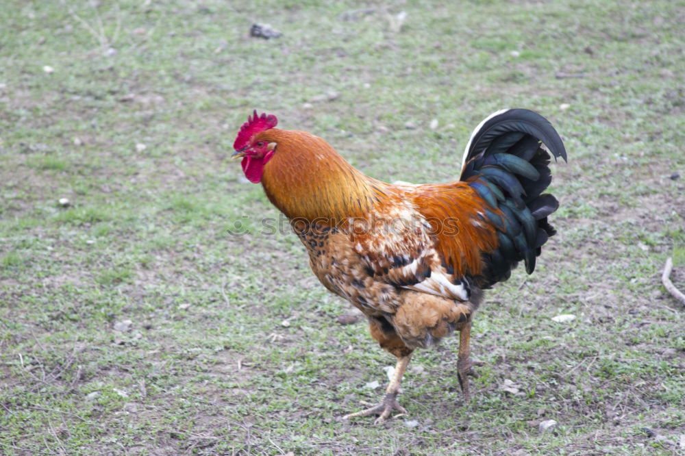 Similar – Colourful cock Food Meat