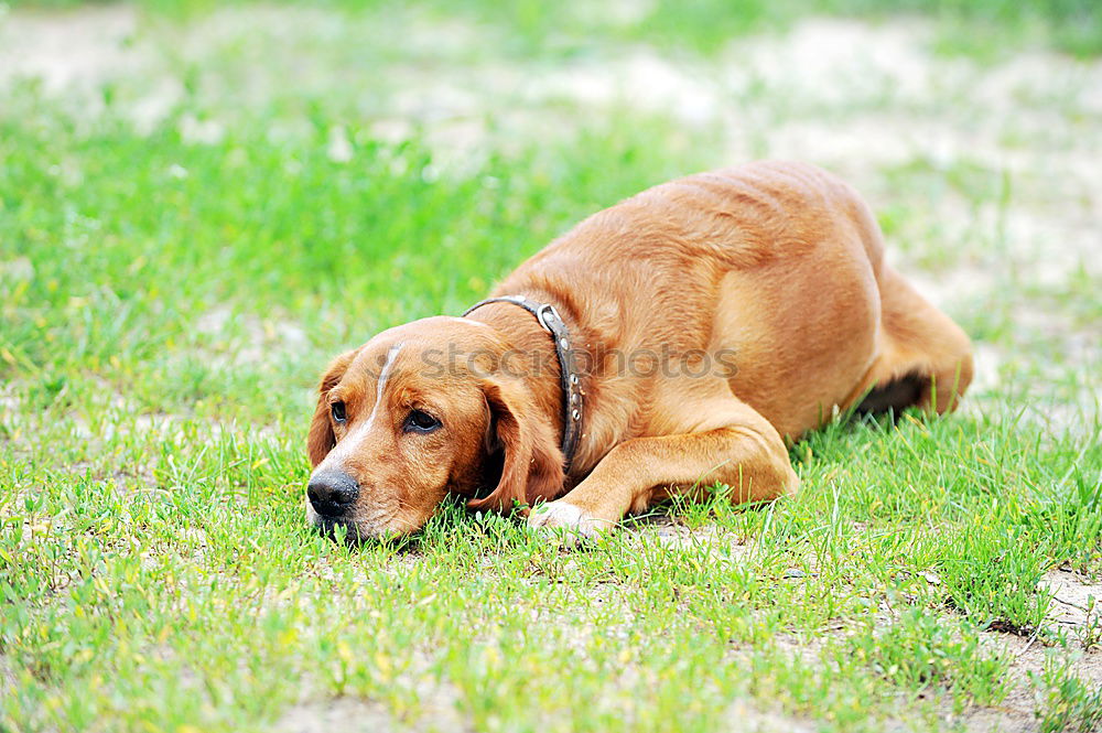 Similar – Image, Stock Photo Innocent Dog Animal Hunter