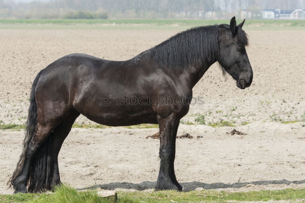 Similar – Foto Bild Schwarzes Pferd mit buntem Herbst Blätter Hintergrund