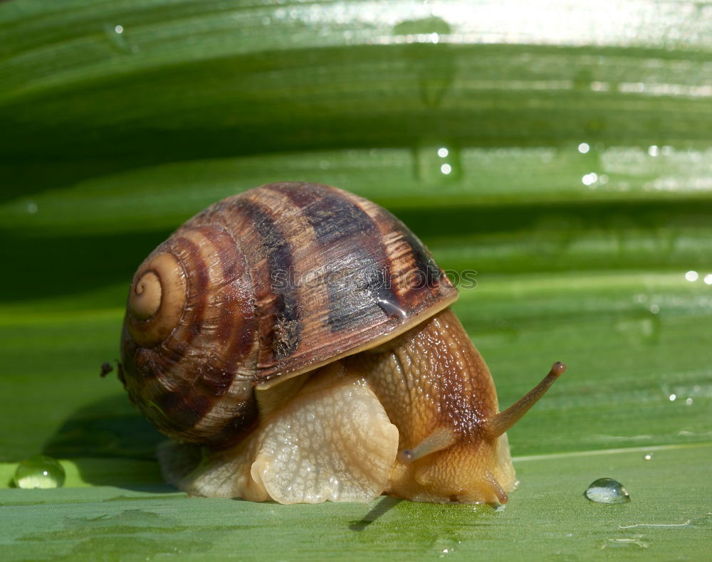 Similar – Image, Stock Photo New tenant wanted Snail