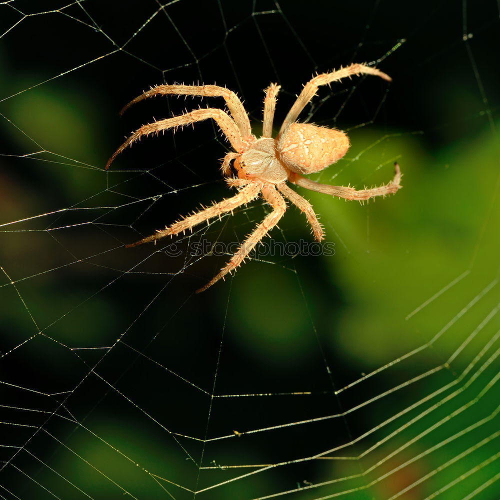 Similar – Pretty cross spider sits in her web waiting for prey