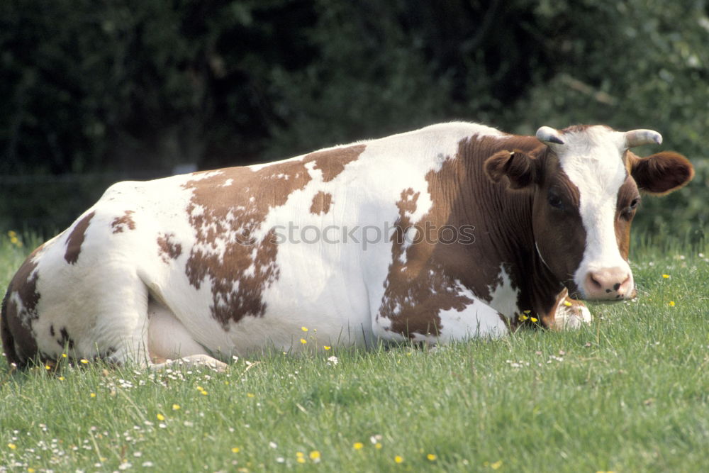 Similar – Foto Bild Auf der Weide Kuh Kalb