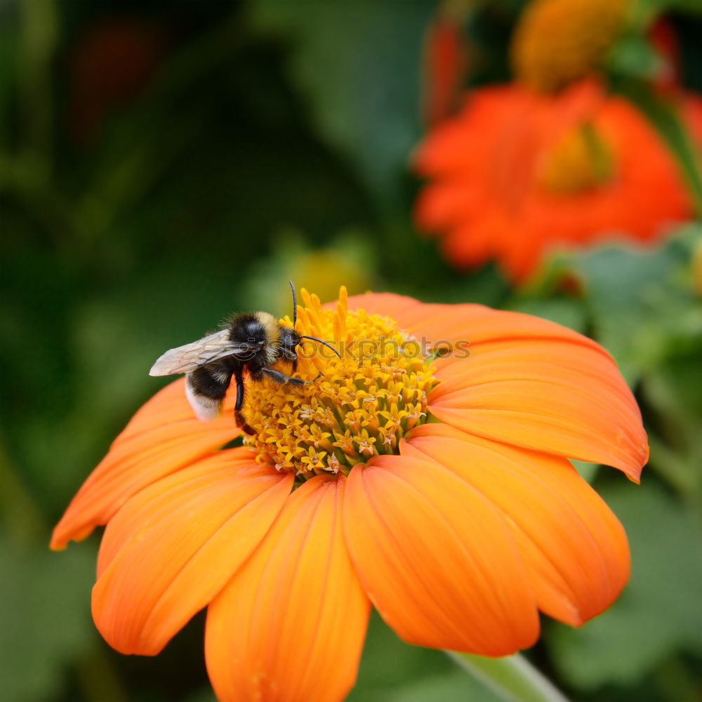 Similar – departure Bee Honey bee