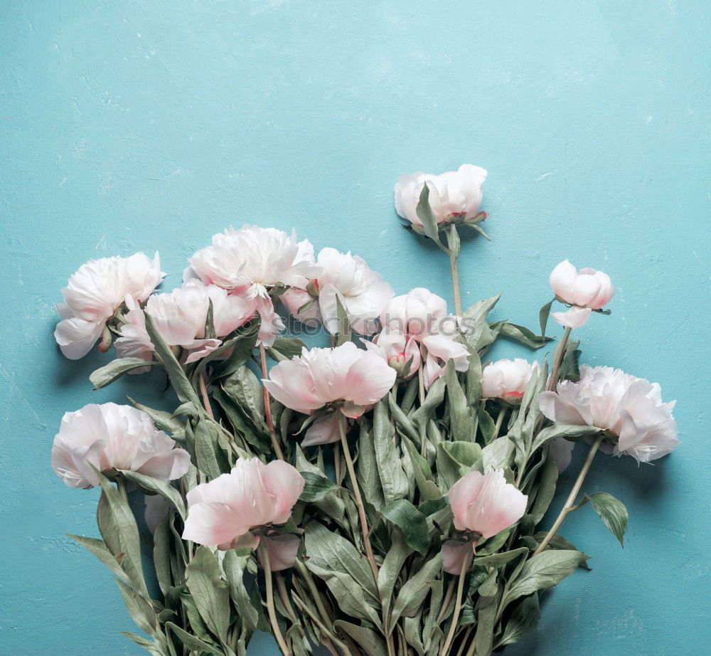 Similar – Image, Stock Photo Pink flowers row on turquoise dark background