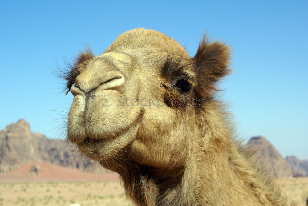 Similar – free dromedary near the sea