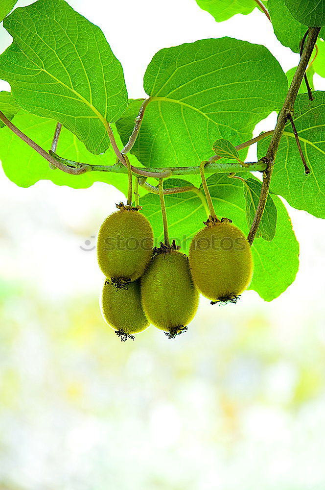 Similar – Sweet fruits Fruit Orange