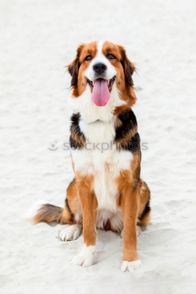 Similar – Image, Stock Photo Australian Shepherd Winter