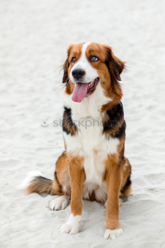 Similar – Image, Stock Photo Australian Shepherd Winter