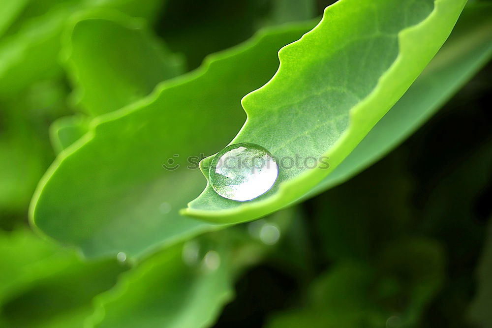 Image, Stock Photo The drops of water
