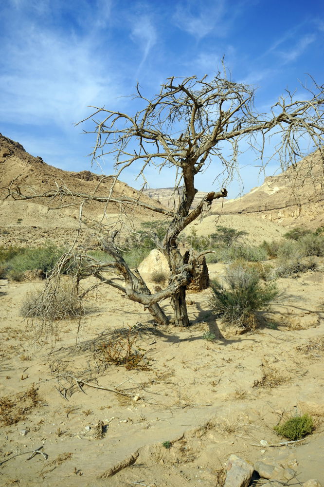 Similar – Image, Stock Photo dry tree in the desert