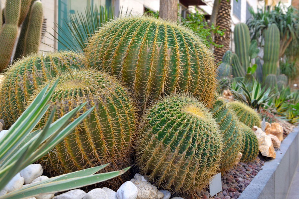 Similar – cactus groves Cactus Green