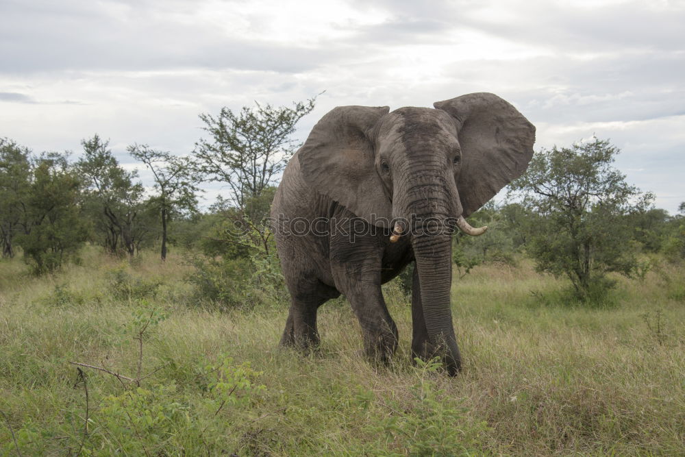 Similar – Image, Stock Photo # 844 Elephant Colossus