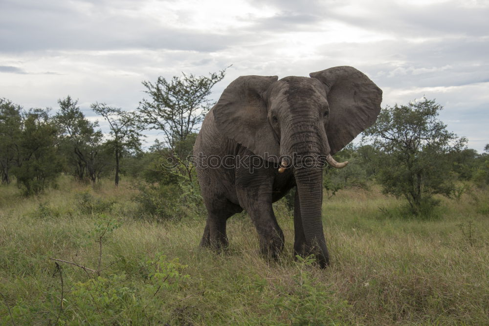 Similar – Image, Stock Photo # 844 Elephant Colossus