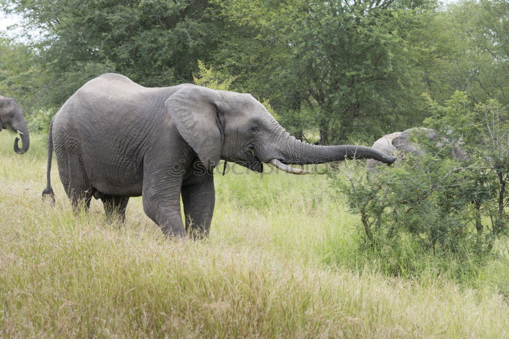 Similar – Image, Stock Photo # 845 Elephant Colossus