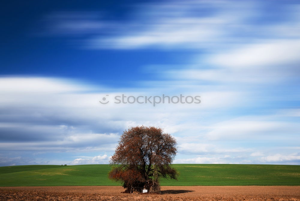 Similar – Image, Stock Photo Dream Tree V Autumn Clouds